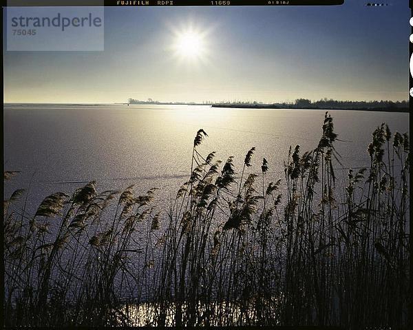10631872  Eis  erstarrte  Gewässer  Holland  Küste  Landschaft  Natur  Niederlande  Noord-Holland  Reed  Sonne  Stimmung  Ufer  wint