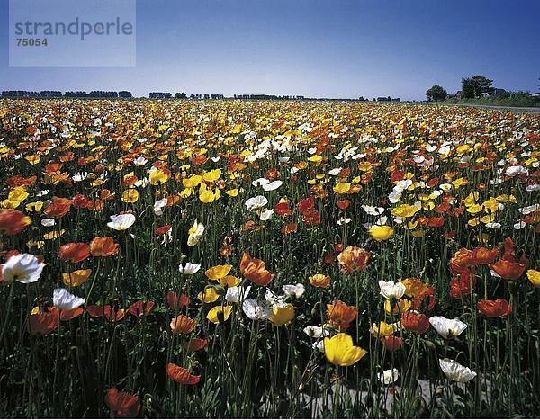 10631881  Blumen  blühen Sie Feld  Feld  Holland  Landschaft  Landwirtschaft  Poppy  Poppy Field  Niederlande  Schnittblumen  Sint-Anna