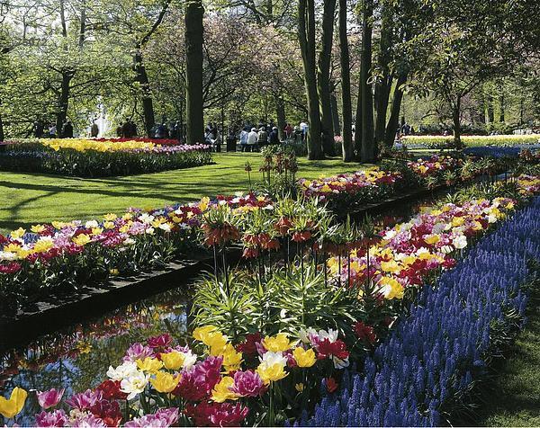 10631899  Besucher  Blumen  Keukenhof  Frühjahr  Garten  Holland  Lisse  Menschen  Natur  Niederlande  Park  Pflanzen  Stadt  Stadt