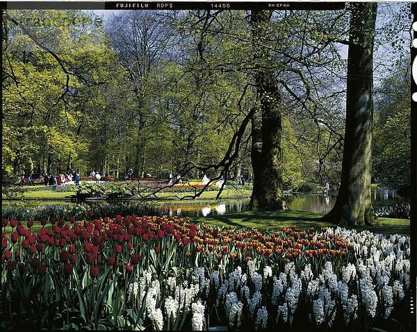 10631900  Besucher  Blumen  Keukenhof  Frühjahr  Garten  Gewässer  Holland  Lisse  Menschen  Niederlande  Park  Neustädter Garten