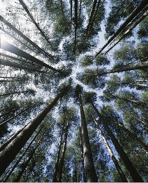 Fisheye Landschaftlich schön landschaftlich reizvoll Europa Himmel Holz innerhalb Draufsicht Nadelwald Spanien