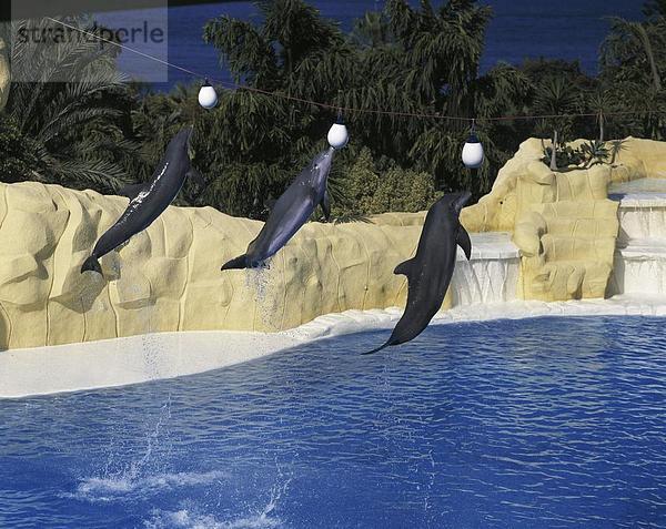 10633818  Action  Delphin  Delphine  die Delphin-Show  dynamisch  Kanarische Inseln  Inseln  Loro Parque  Puerto De La Cruz  Spanien  Eu