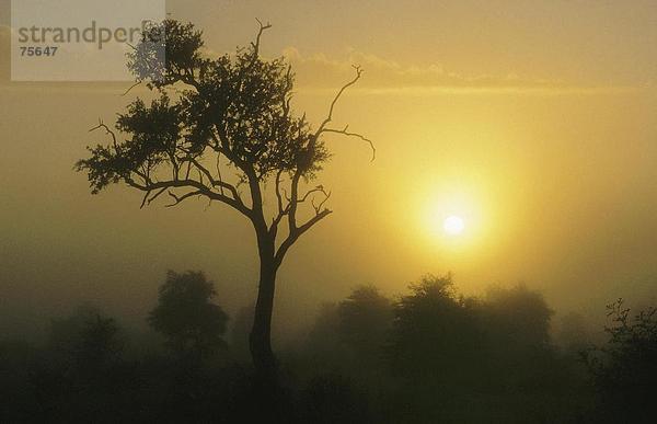 10641087  Afrika  Horizontal  Gastwirt Nationalpark  Landschaft  Morgenstimmung  Nebel  Crosswise  Kontur  Kontur  Sonnenaufgang