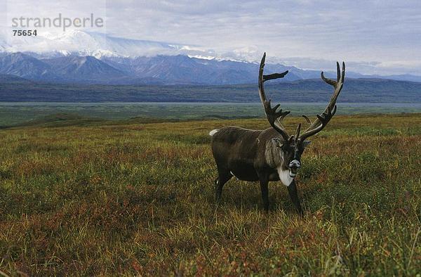 10641094  Alaska  Rang  Brunftzeit  Bull  Caribou  Denali steht National Park  Geweih  große  Geweih  Herbst  Farben