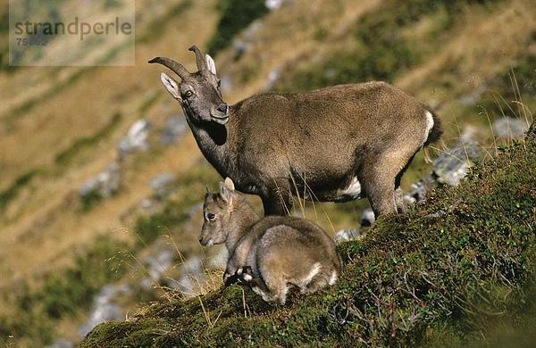 10641102  Alpen  Steinbock  Steinbock  Bern  Ziege  Capra Ibex  vereint  Familie  Kindermädchen-Ziege  hoch  cheers  Hochformat  Ibex  Ibex