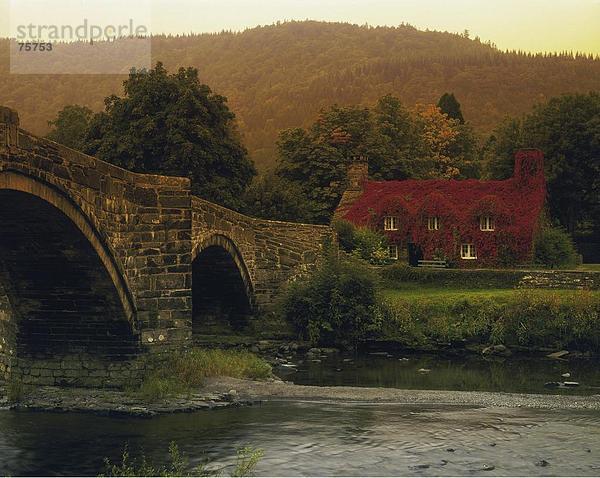 Efeu Hedera helix bedecken Wohnhaus Großbritannien Brücke fließen Fluss Herbst Gwynedd