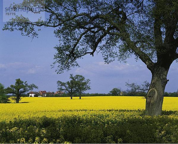 10641478  Bäume  Billinghurst  Baumblüte  Brassica  England  Großbritannien  Europa  Feld  Frühling  gelb  Großbritannien  agricu