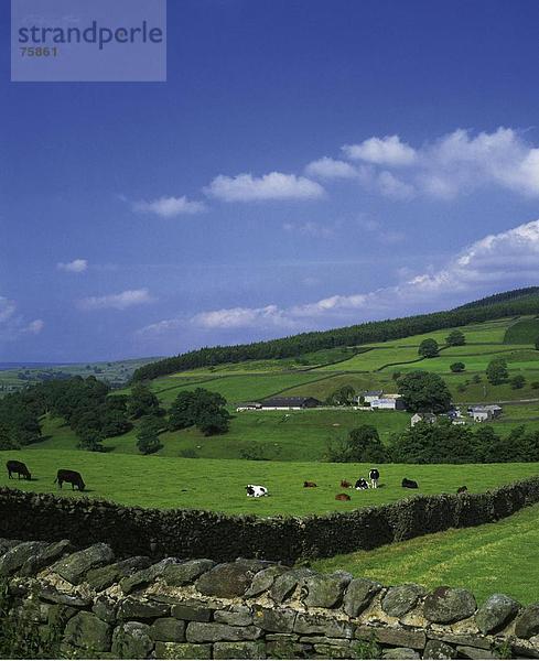 Hausrind Hausrinder Kuh Landschaftlich schön landschaftlich reizvoll Europa Wand Wohnhaus Großbritannien Gebäude Hügel Natur Feld England