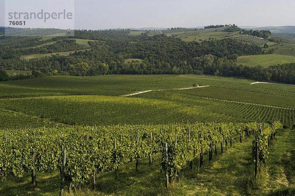 Landschaftlich schön landschaftlich reizvoll Europa Wein Hügel Landwirtschaft Wald Holz Italien Reben Weinberg