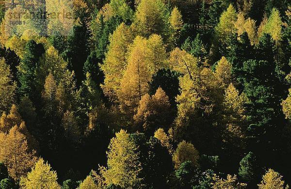 niedlich süß lieb Baum gelb Wald Querformat Herbst Lerche