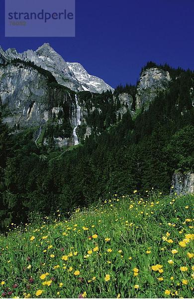 10643062  alpine  Alpen  Alpenflora  Alpen  Berg  Gebirge  blau  Himmel  Blumen  Braunwald  Flora  Frühling  Berge  Gl