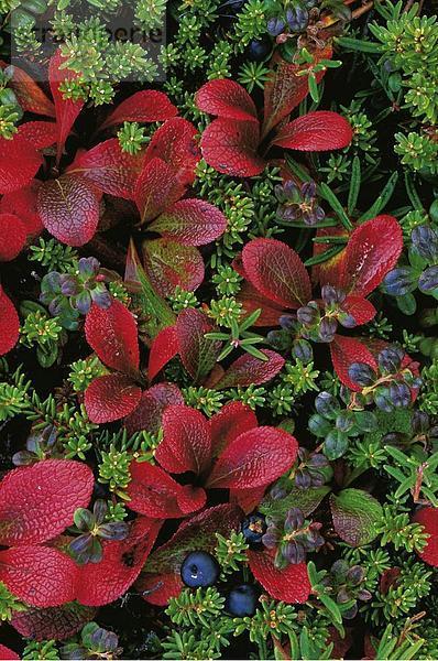 Vereinigte Staaten von Amerika USA Nationalpark Landschaftlich schön landschaftlich reizvoll Amerika Pflanze Herbst rot Denali Nationalpark Alaska Arktis Moos