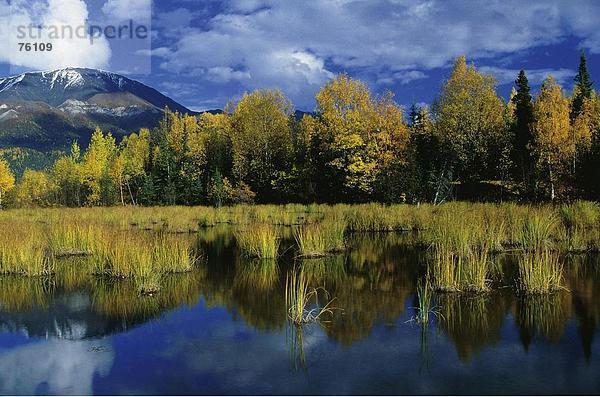 10643089  Alaska  Bäumen  Berge  Birken  blau  Glenn Highway  blau  Himmel  gelb  Herbst Laub  Herbstfarben  Horizontal