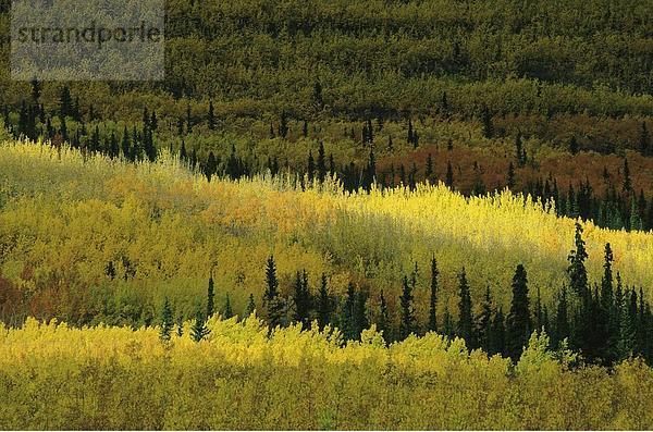 Baum Wald Holz Nordamerika Bundesstraße Birke Alaska Kanada