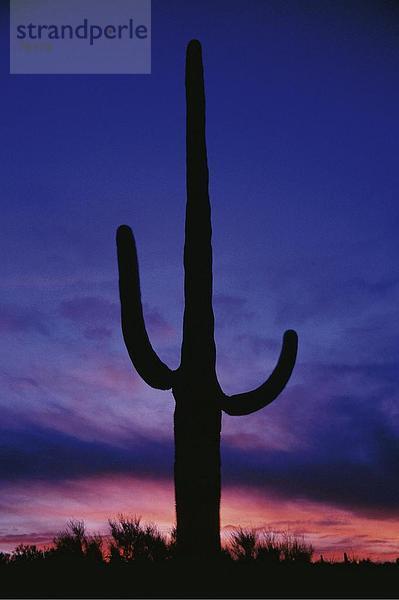 10643152  Nachleuchten  Alpenglühen  Abend Stimmung  Arizona  blau  Himmel  Botanik  Himmel  hoch  jubelt  Hochformat  Kaktus  National