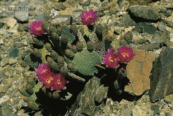 10643162  Blüte  Blume  Blumen  blühen  Polka  Botanik  Trockenheit  Frühling  Horizontal  Joshua Tree Nationalpark  Kaktus