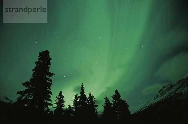 10643167  Aurora Borealis  Bäume  Baum  Berg  Gebirge  Kanada  Nordamerika  bunt  voll der geheimen  grün  grün-Nr.