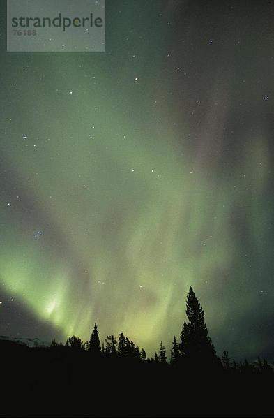 10643168  Aurora Borealis  Baum  Bäume  Kanada  Nordamerika  bunt  voll von geheimen  grüne  grünen Norden Licht  hoch  chee