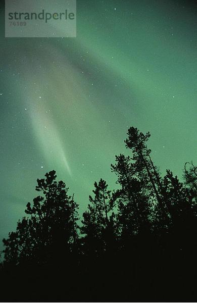 10643169  Aurora Borealis  Baum  Bäume  Kanada  Nordamerika  bunt  voll von geheimen  grüne  grünen Norden Licht  hoch  chee