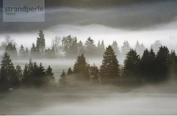 Landschaftlich schön landschaftlich reizvoll Europa Baum Wald Nebel Holz Draufsicht Abenddämmerung Stimmung Schweiz Dämmerung