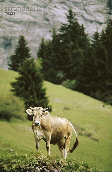 10643266  Alm  braun Rinder  individuelle  Klippe Mauer  Kuh  Schweiz  Europa  Tannen