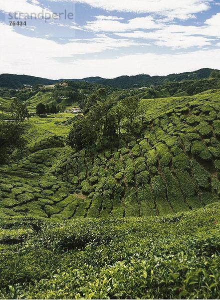 10644194  Boh Tea Plantation  Cameron Highlands  Malaysia  Asien  Nutzpflanzen  Pahang  Tee  Teeplantage