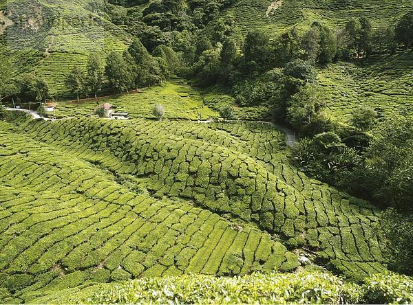 10644197  Boh Tea Plantation  Cameron Highlands  Malaysia  Asien  Nutzpflanzen  Pahang  Tee  Teeplantage