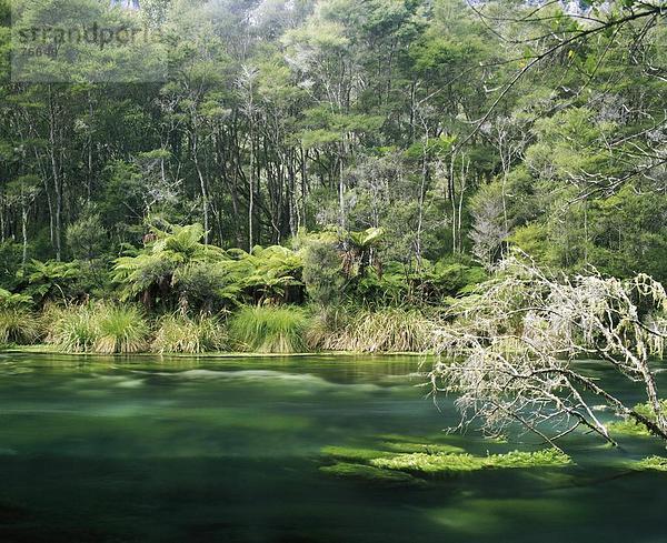 10646562  in der Nähe von Kawerau  River  Fluss  Neuseeland  Nord-Island  Regenwald  Tarawera River