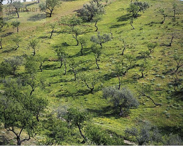 10647322  Andalusien  Landwirtschaft  Obstbäume  Olivenbäumen  Oliven  Olivenbäumen  Plantage  Spanien  Europa  Überblick