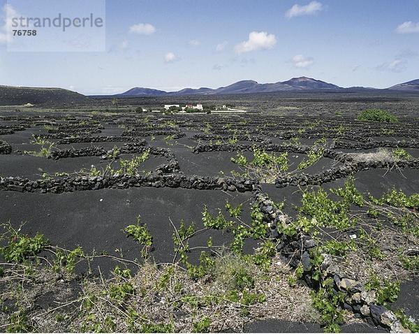 10647348  Kanarische Inseln  Inseln  La Geria  Lanzarote  Wände  Spanien  Europa  Vulkane  volcanical  Wein  Weingebiet