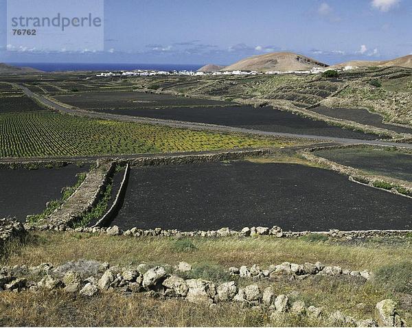 10647352  Felder  Kanarische Inseln  Inseln  Landschaft  Landwirtschaft  Lanzarote  Spanien  Europa  Tinguaton