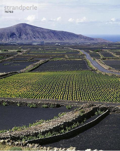 10647353  Felder  Kanarische Inseln  Inseln  Landwirtschaft  Lanzarote  Spanien  Europa  Tinguaton  Wein  Weingebiet