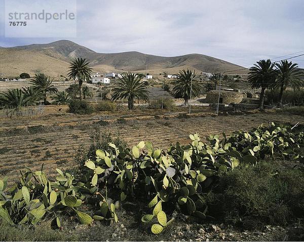 10647365  Fuerteventura  Kakteen  Kanarische Inseln  Inseln  die Landschaft  Spanien  Europa