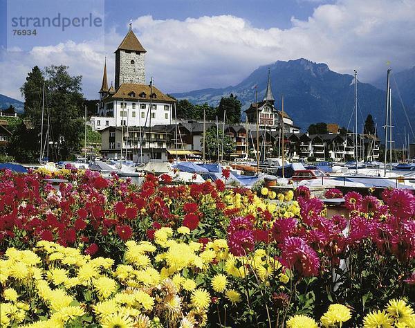 Hafen Europa Berg Blume Palast Schloß Schlösser Boot Alpen Berner Oberland Kanton Bern Schweiz
