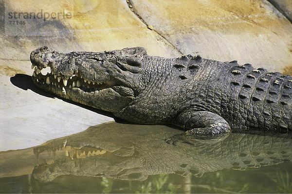 10648071  Australien  Krokodil  Krokodilfarm  Queensland  Tier  Tier  Tiere  Tiere  Wasser  Zoo