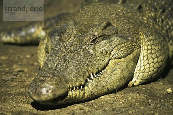 10648084  Australien  Detail  Kopf  Krokodil  Queensland  Tier  Tier  Tiere  Tiere