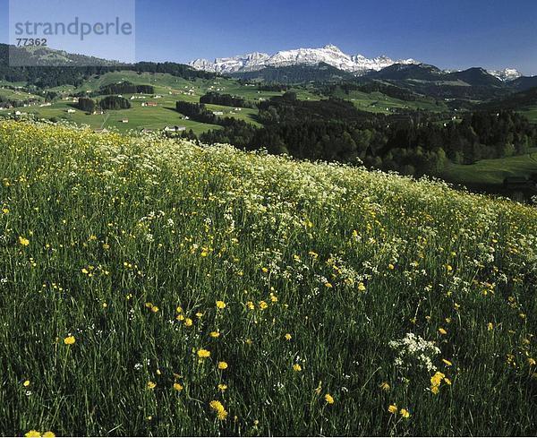 10649035  Appenzell  Berge  Blumen  Blumenwiese  Landschaft  Santis  Schweiz  Europa  Wiese