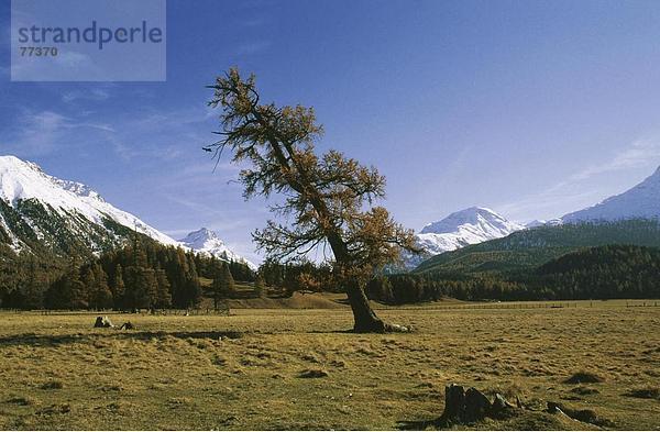 10649165  Baum  Berge  Engadin  schief  Herbst  Larche  Nadelbaum  krumm  schief  Wetter  Wind