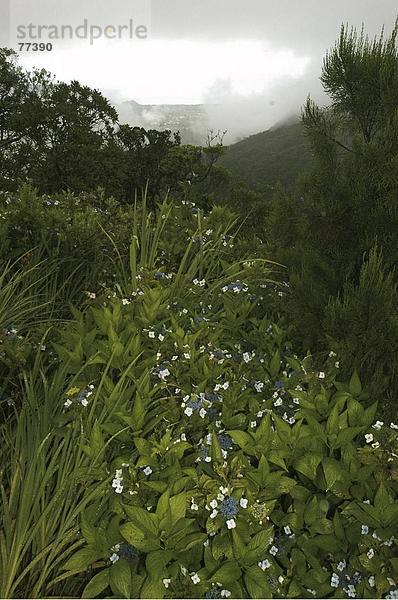 10649454  Berge  Blumen  Flora  Hügel  Ile De La Réunion  Indischer Ozean  Landschaft  Pflanzen  Tropisch