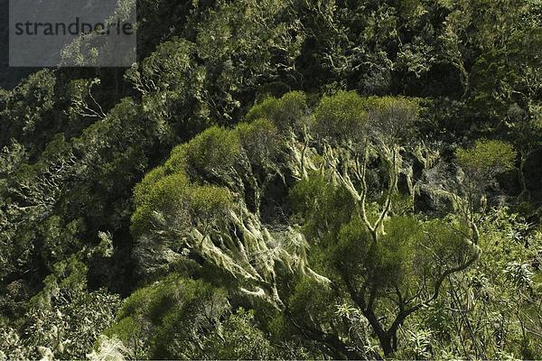 10649456  Flechten  Flora  Steigung  Neigung  Ile De La Réunion  Indischer Ozean  Küste  Landschaft  Pflanzen  steilen Küste