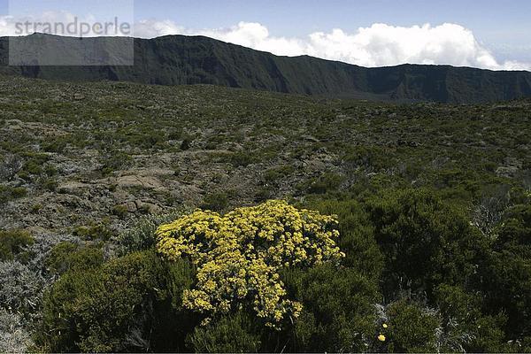 10649500  Berge  Baumblüte  Ile De La Réunion  Indischer Ozean  Landschaft  Natur  Pflanzen  volcanical