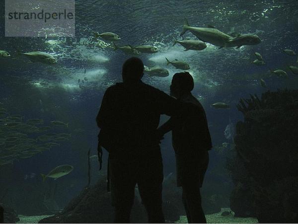 10649671  Aquarium  Fische  Fensterscheibe  Lissabon  Oceanario  Portugal  Silhouetten  Unterwasseraufnahme  zwei  Besucher