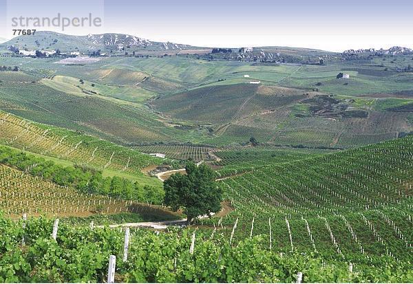 10649800  Hill  Italien  Europa  Landschaft  Landwirtschaft  Sizilien  Wein  Weinbau  Weinberge