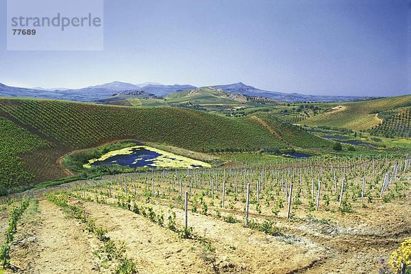 10649802  Bewässerung  Hill  Italien  Europa  Landschaft  Landwirtschaft  Sizilien  Teich  Teich  Wein  Weinbau  Weinberge