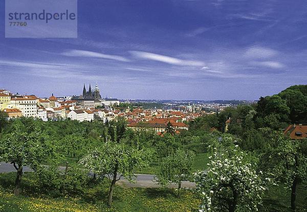 10649873  Bäume  Blumen blühen  Blumen  Rest  Frühling  Natur  Park  Prag  Stadt  Stadt  Tschechien  Europa  Überblick