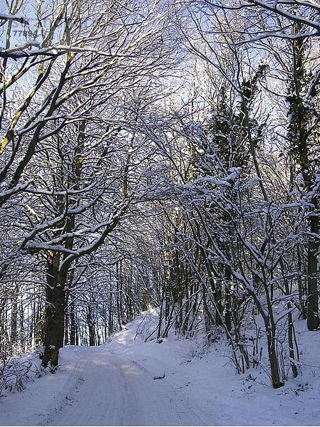 Winter Baum Wald Natur Holz Schnee Weg