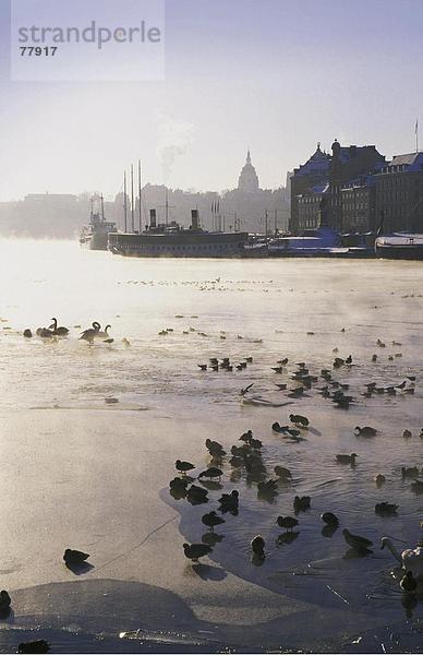 10650078  Old Town  Eis  Enten  erstarrte  Küste  Meer  Schiffe  Schwäne  Schweden  Europa  Stockholm  Washington  winter  iceboundly