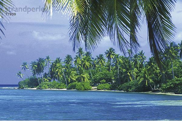 10650100  Malediven  Indischer Ozean  Meer  Palmen  palm Beach  Strand  Meer  Tropisch
