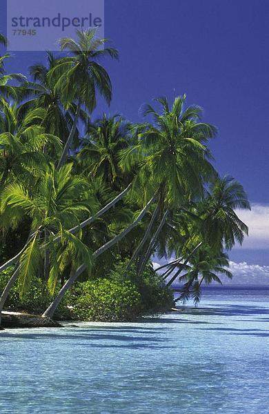 10650106  Malediven  Indischer Ozean  Meer  Palmen  palm Beach  Strand  Meer  Tropisch