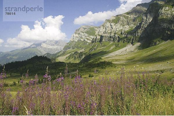 Landschaftlich schön landschaftlich reizvoll Europa Berg Blume Tal Natur Alpen Schweiz Kanton Wallis